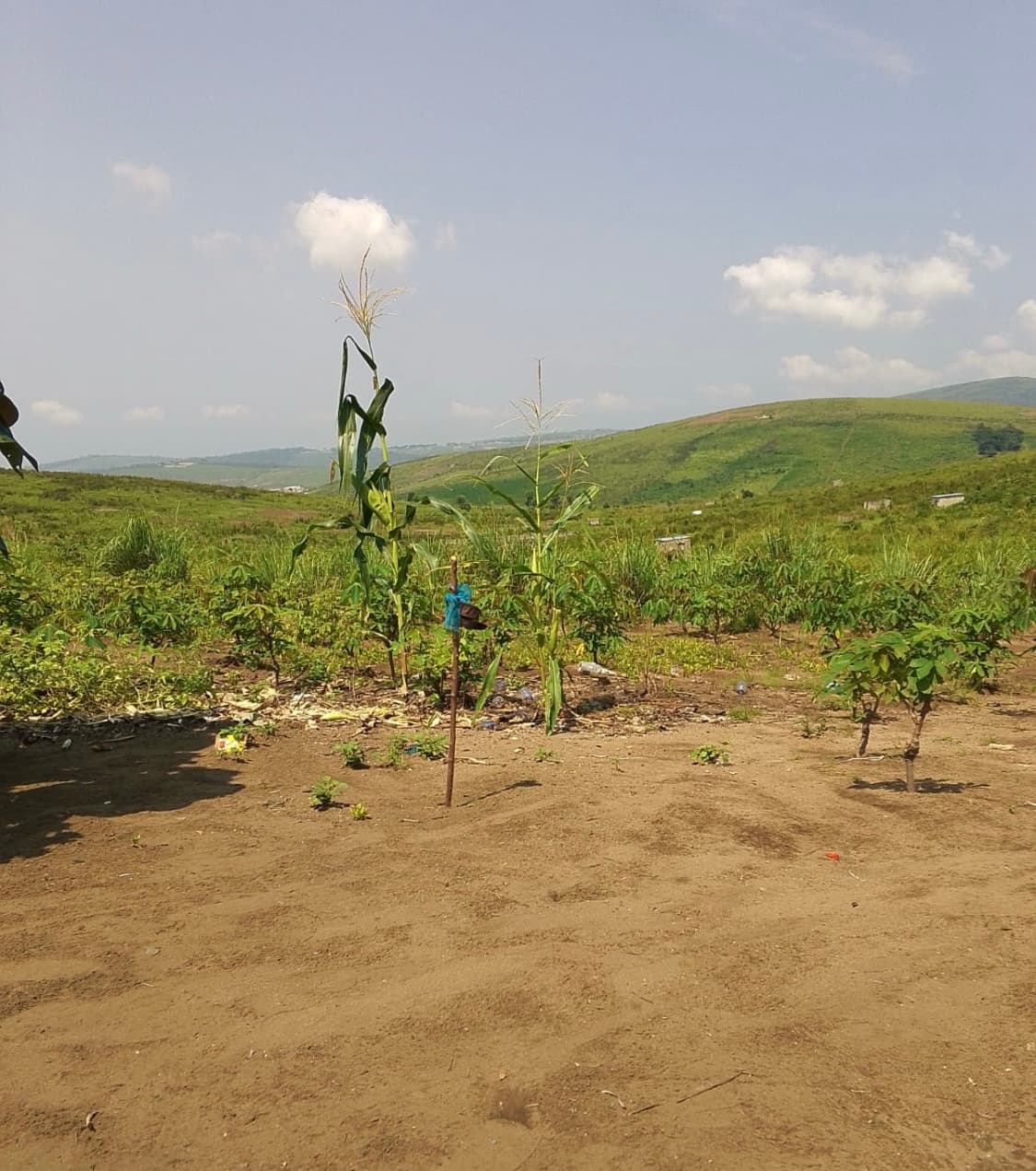 Terrain à vendre - 400.00 m² - Avenue Mango, Kimbanseke